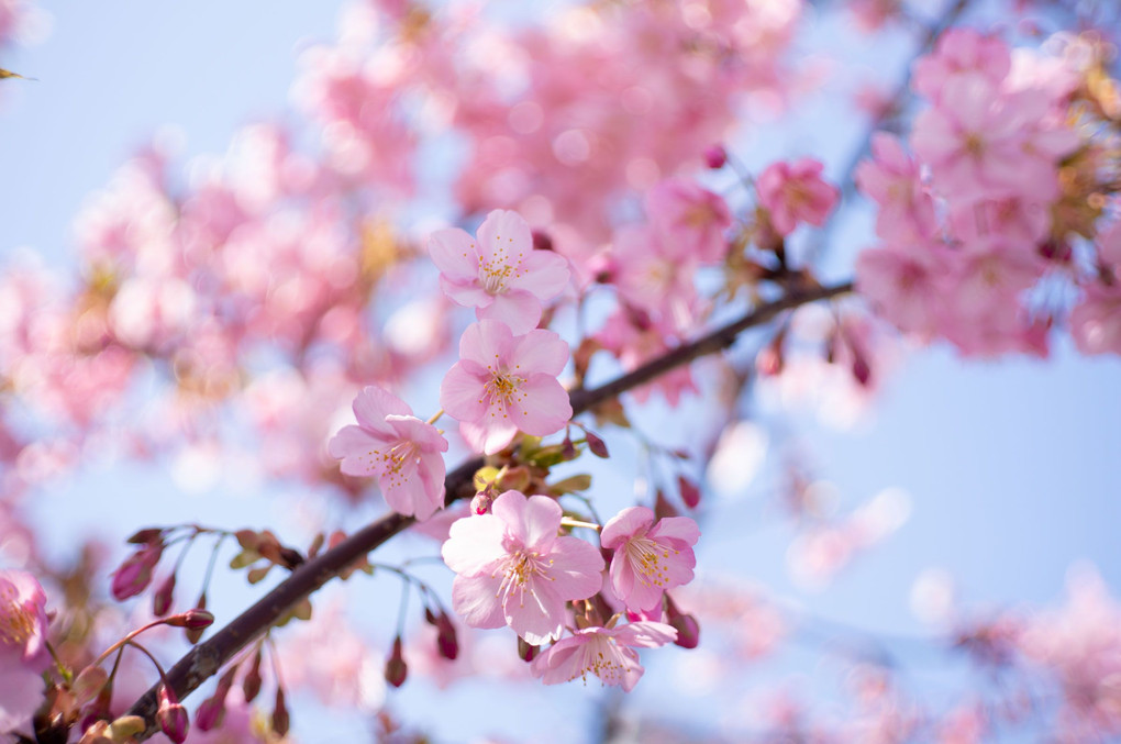 近所の河津桜