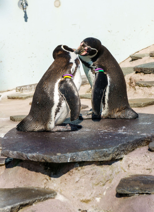 ペンギンのひなたぼっこ