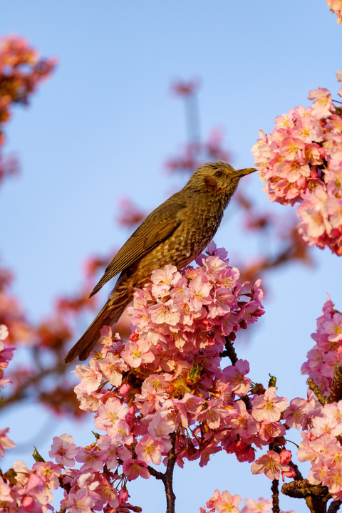 朝焼けと河津桜と鳥