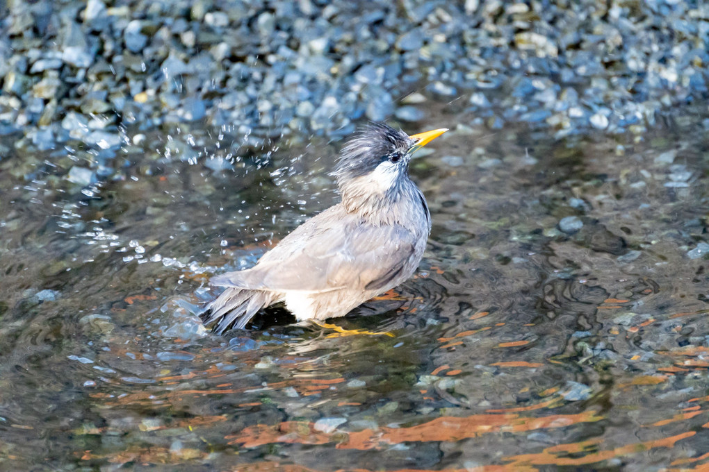 水叩き