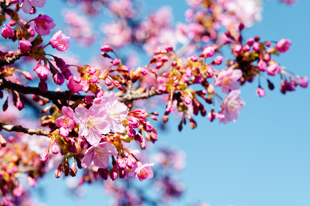 桜見て晴れ渡る心と空、モヤモヤは風が吹き飛ばした