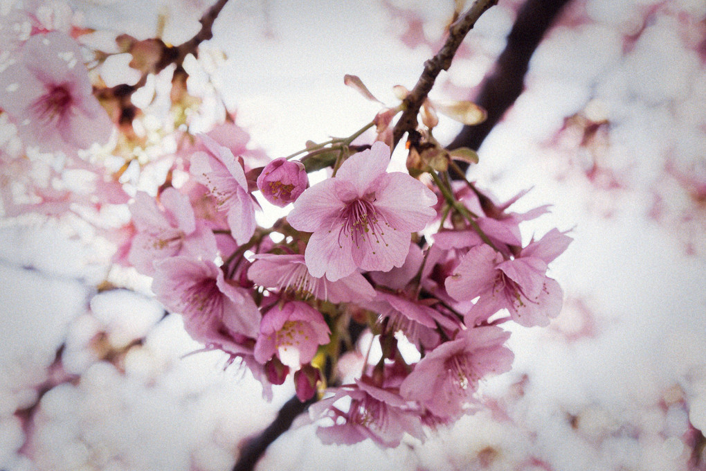 桜見て晴れ渡る心と空、モヤモヤは風が吹き飛ばした