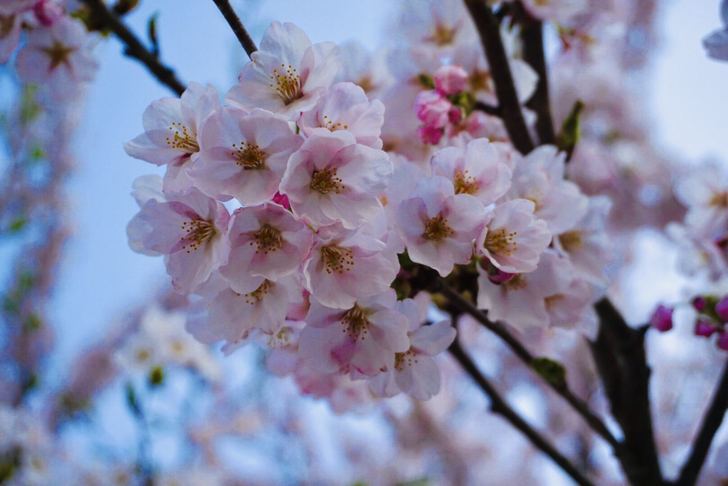 桜が満開🌸