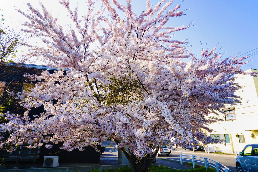 桜が満開🌸