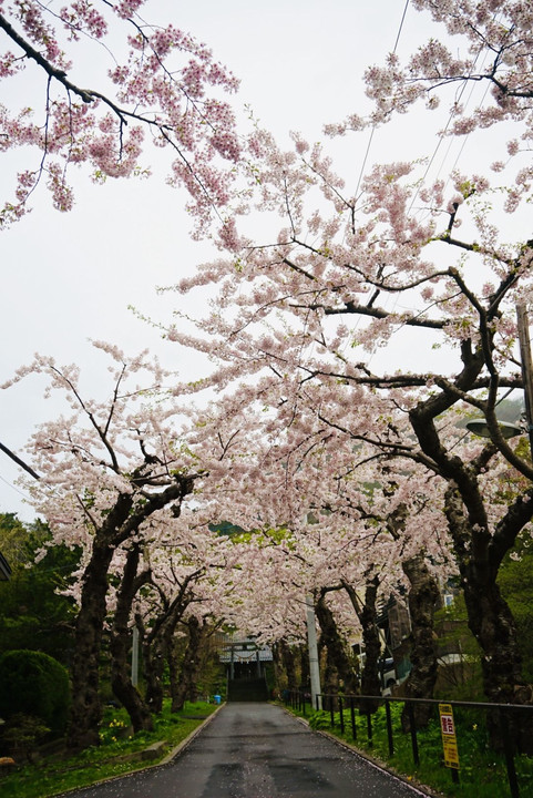 住三吉神社の桜⛩