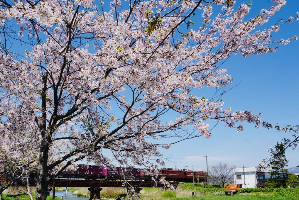 桜の中を貨物列車が通る