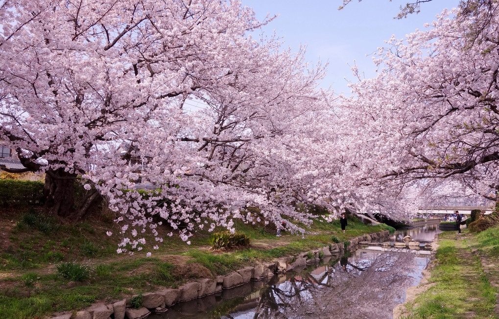 元荒川の桜散策