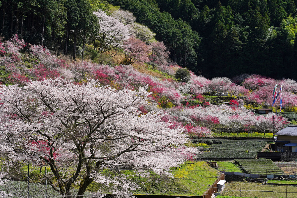 春のシンフォニー　～桜と花桃の饗宴～