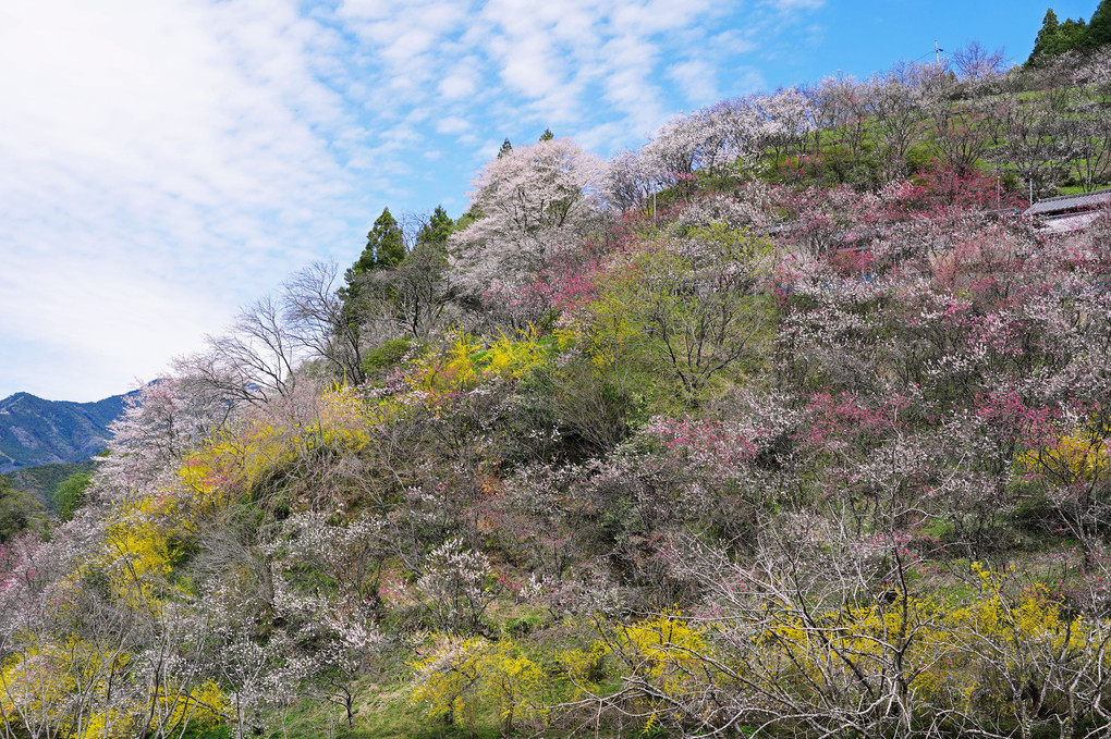 春のシンフォニー　～桜と花桃の饗宴～
