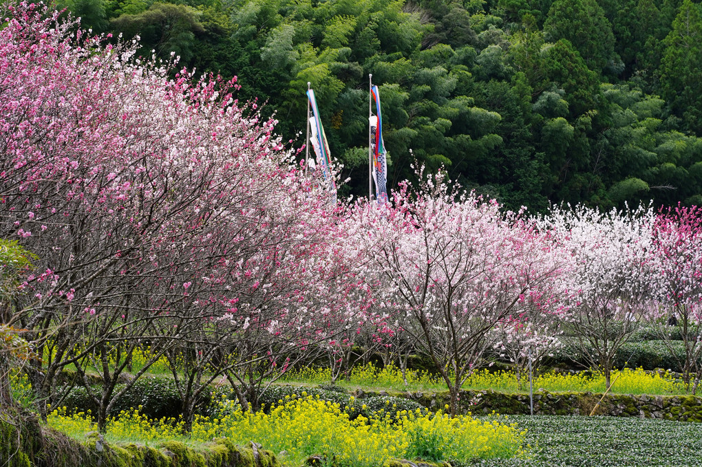 春のシンフォニー　～花々の饗宴～