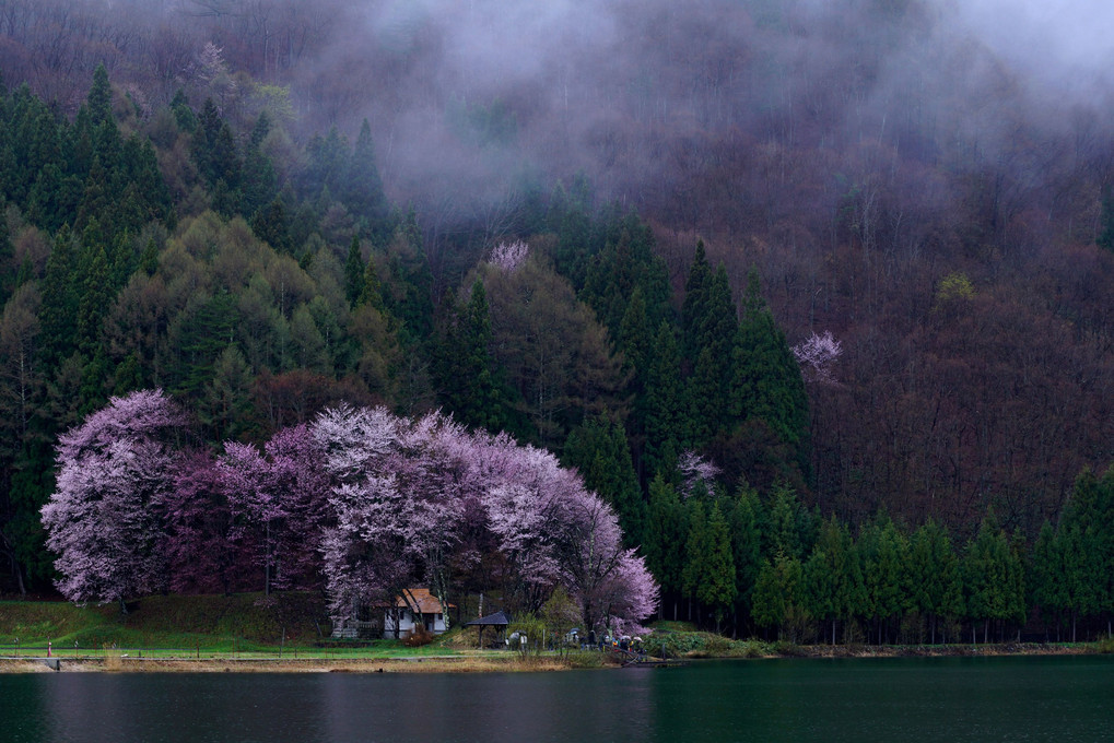 山雲さくら