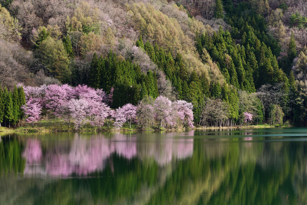 山雲さくら