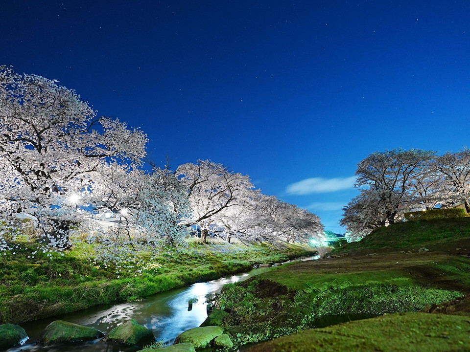 夜桜と星空のコラボ