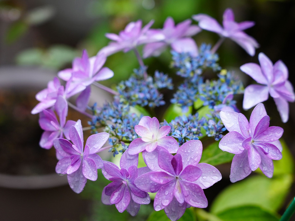 紫陽花の👑