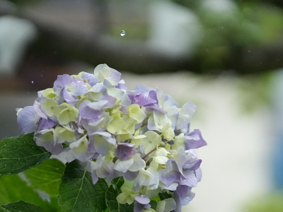 雨粒と紫陽花