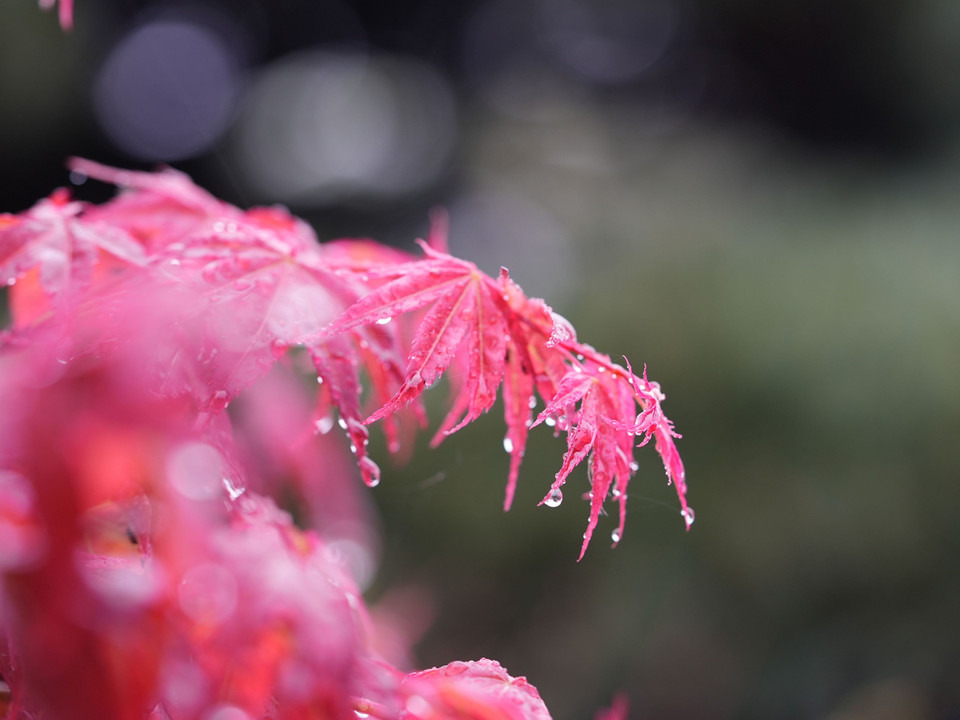 雨の降る日に