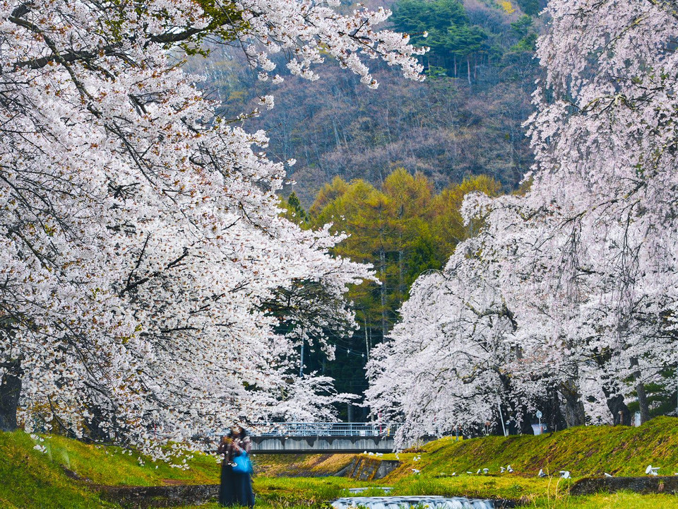 Sakura Watcher