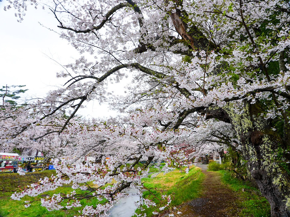 桜の古木