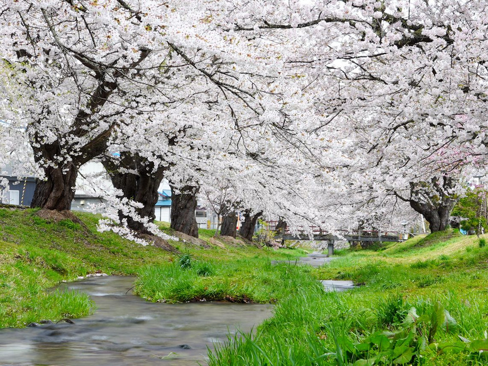 桜舞い散る小川