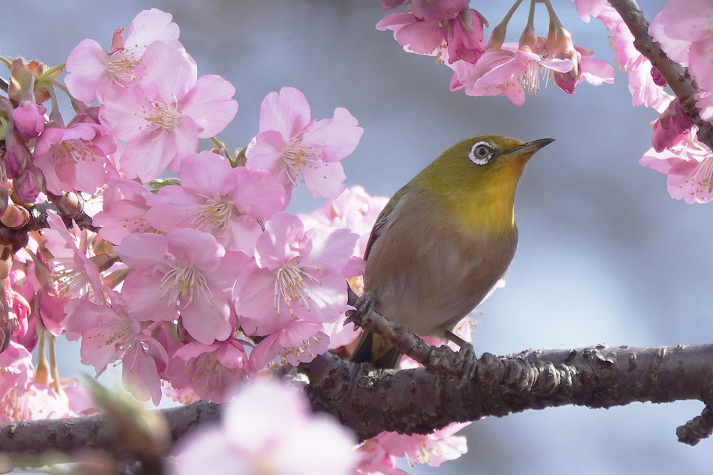 河津桜祭り！#メジロ#