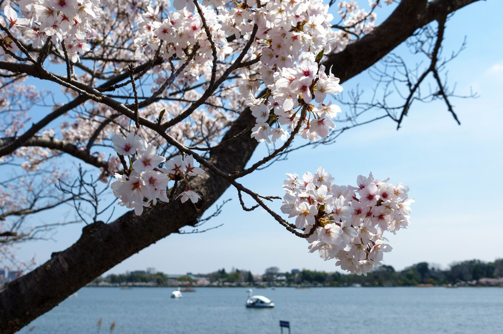 桜とあひるボート