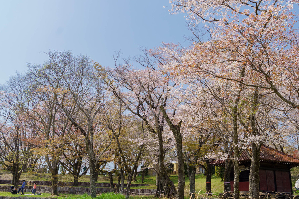 桜と青空②