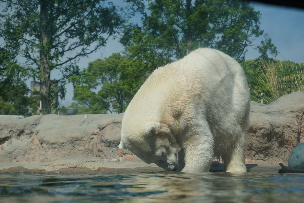 ホッキョクグマの餌の時間の変わりよう