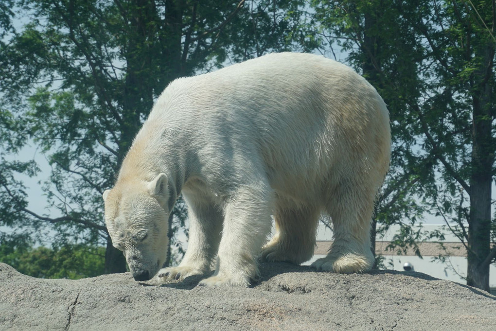 ホッキョクグマの餌の時間の変わりよう