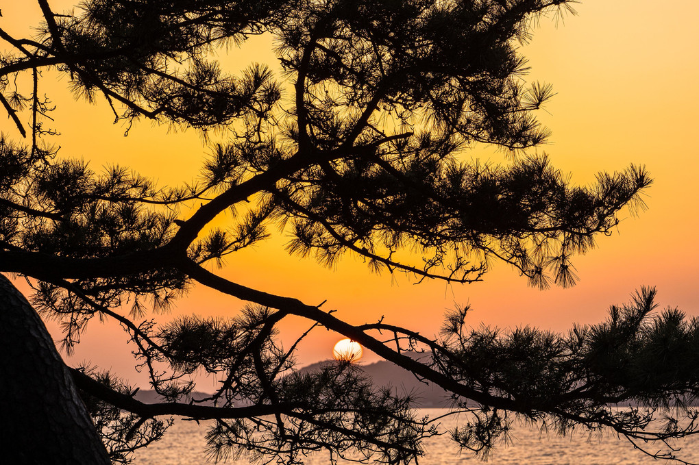 松原に沈む夕日
