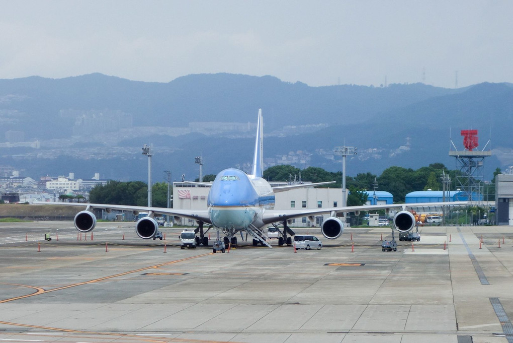 伊丹空港の珍客