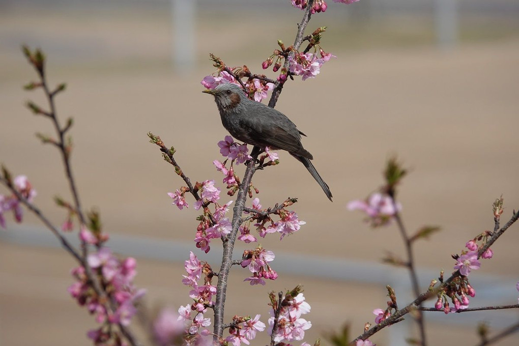 河津桜にヒヨドリ