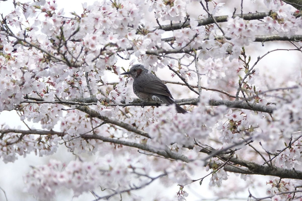 満開の桜にヒヨドリ