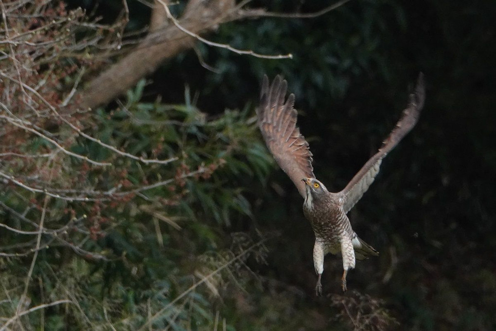 サシバの飛び上がり