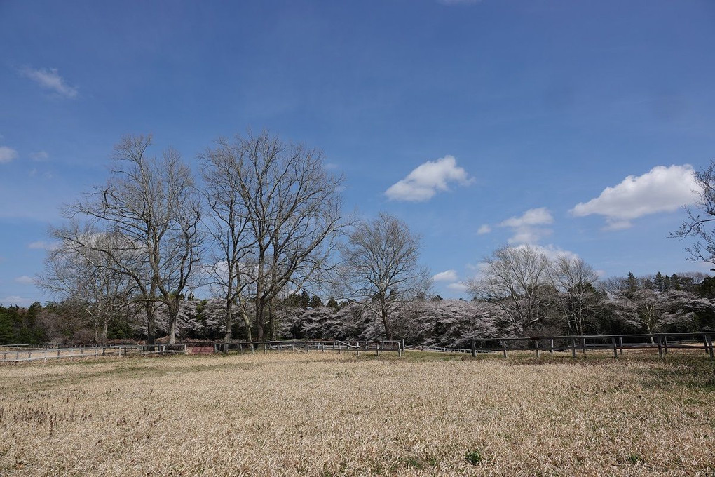 2022/04/02     牧場の桜満開