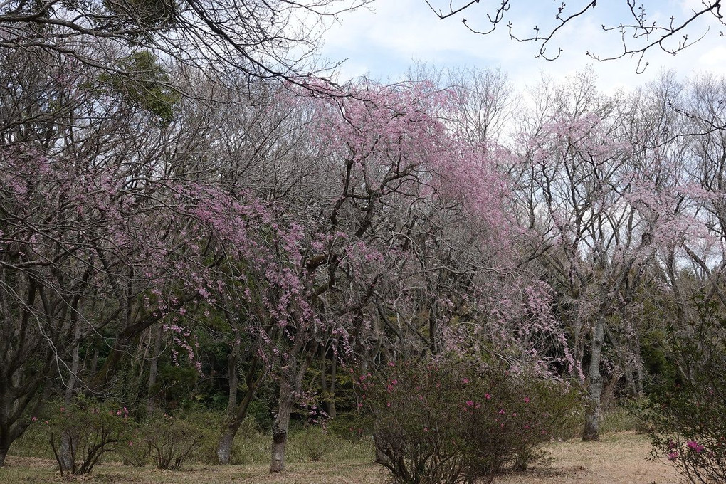 2022/04/02     牧場の桜満開