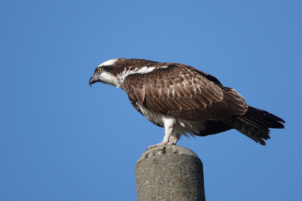 2019/12/05          ミサゴ   (Osprey) 