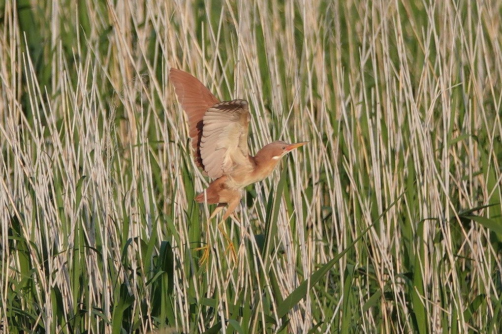 2022/05/18    リュウキュウヨシゴイ（Cinnamon Bittern)