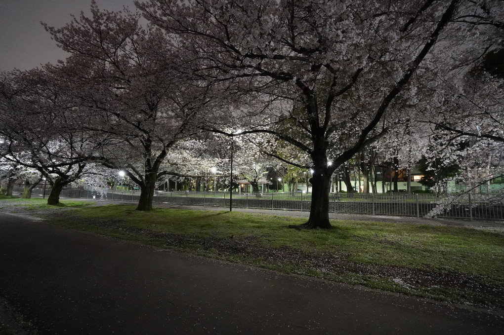 コロナ夜桜