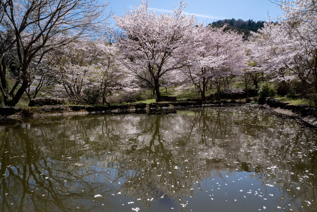 山中の桜の園