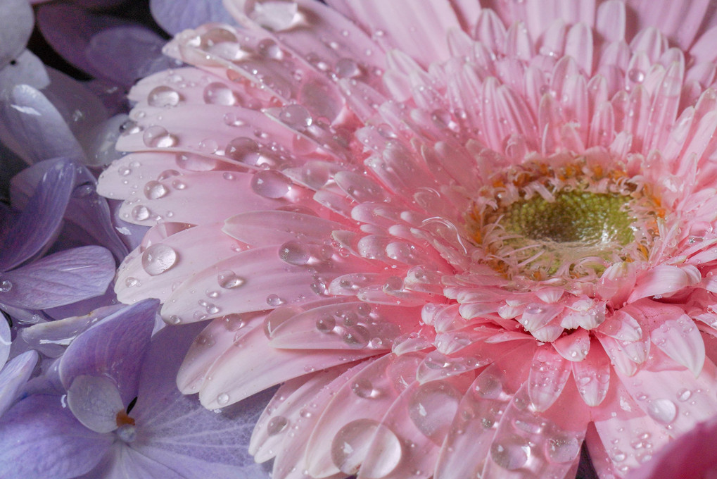 花手水の花