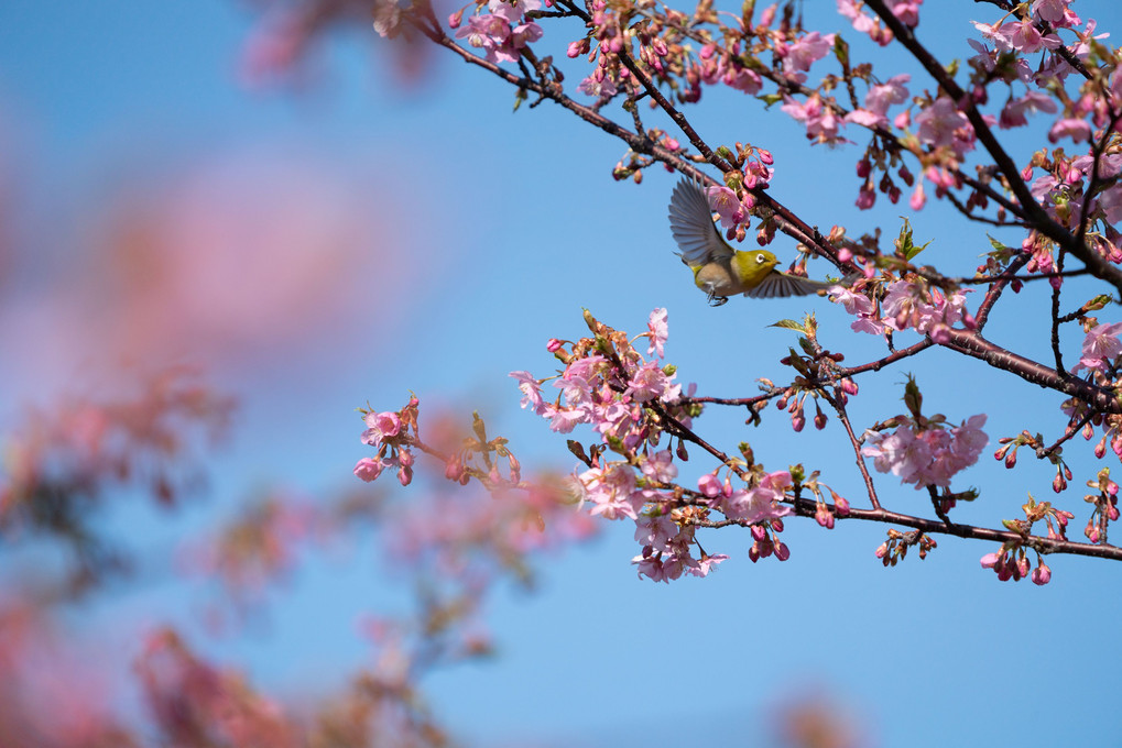 今年も河津桜とメジロ