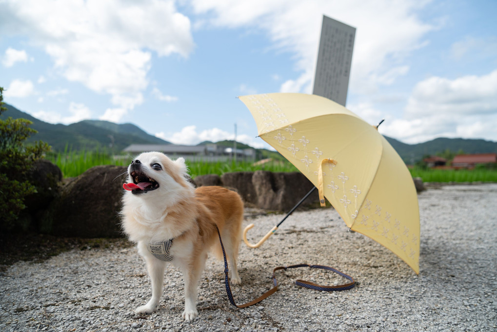 久々の散歩