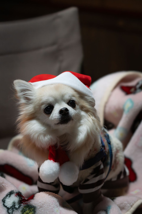 クリスマス犬