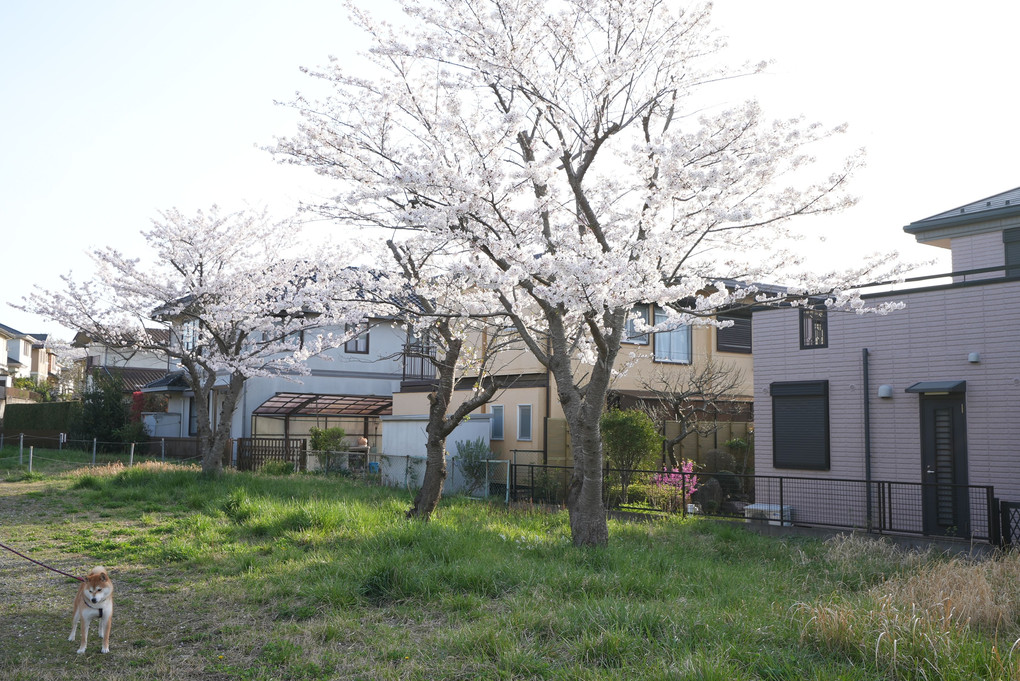 2021-03-29桜