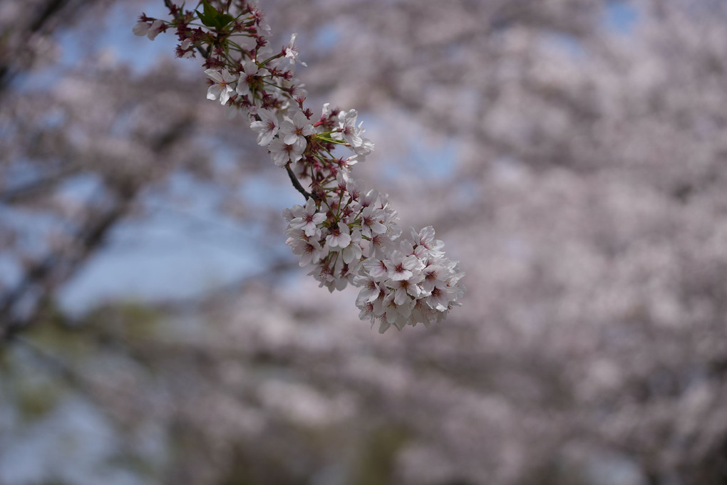 2021-03-29桜