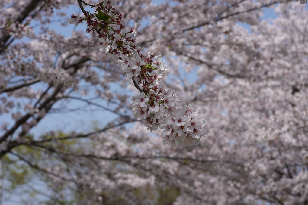 2021-03-29桜
