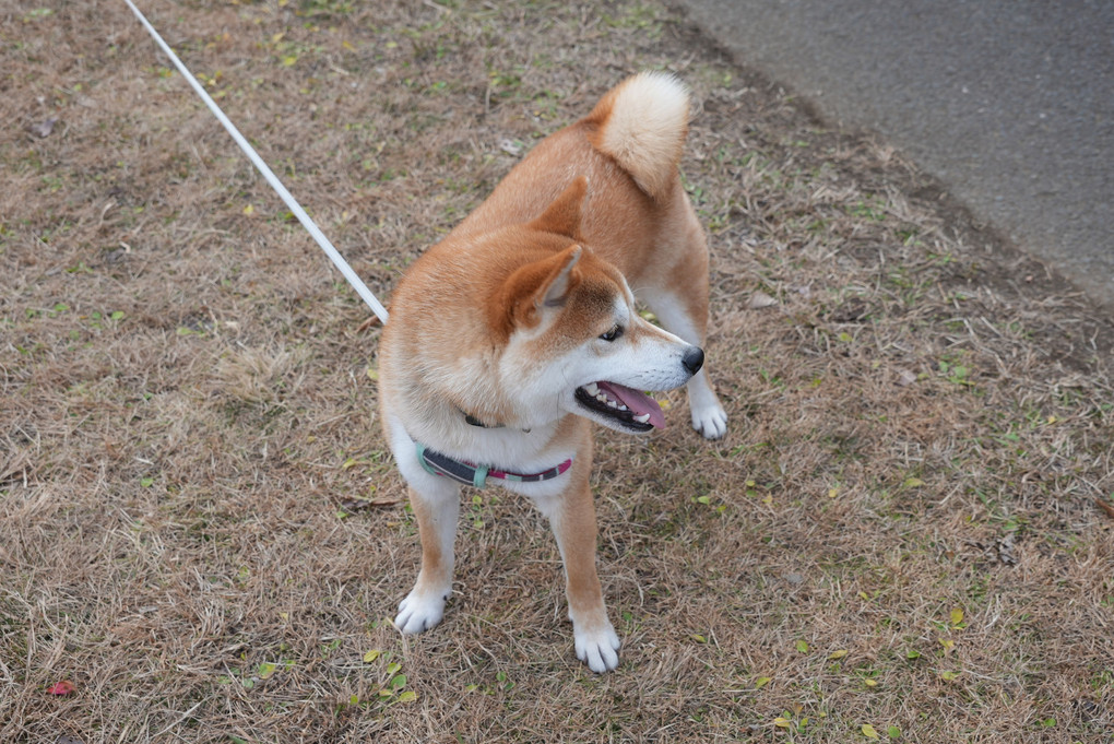 2020-12-25大和11~20 大百池公園