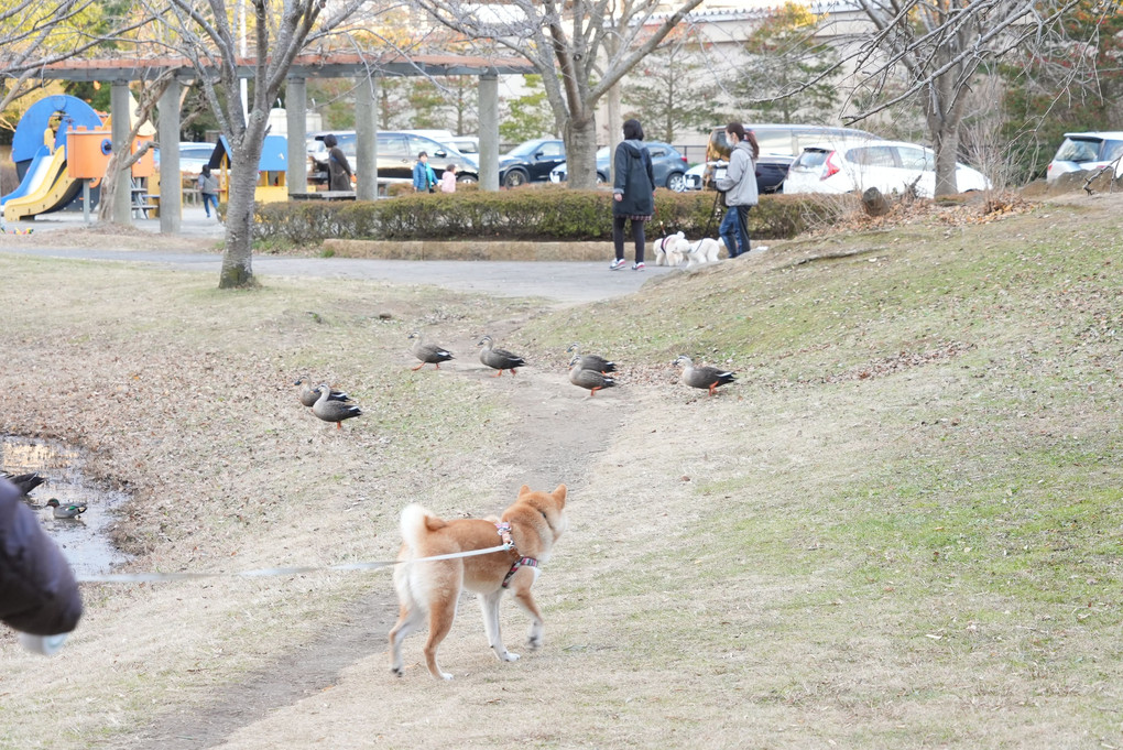 2020-12-25大和11~20 大百池公園