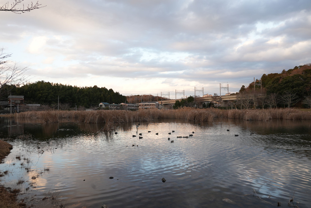 2020-12-25大和11~20 大百池公園