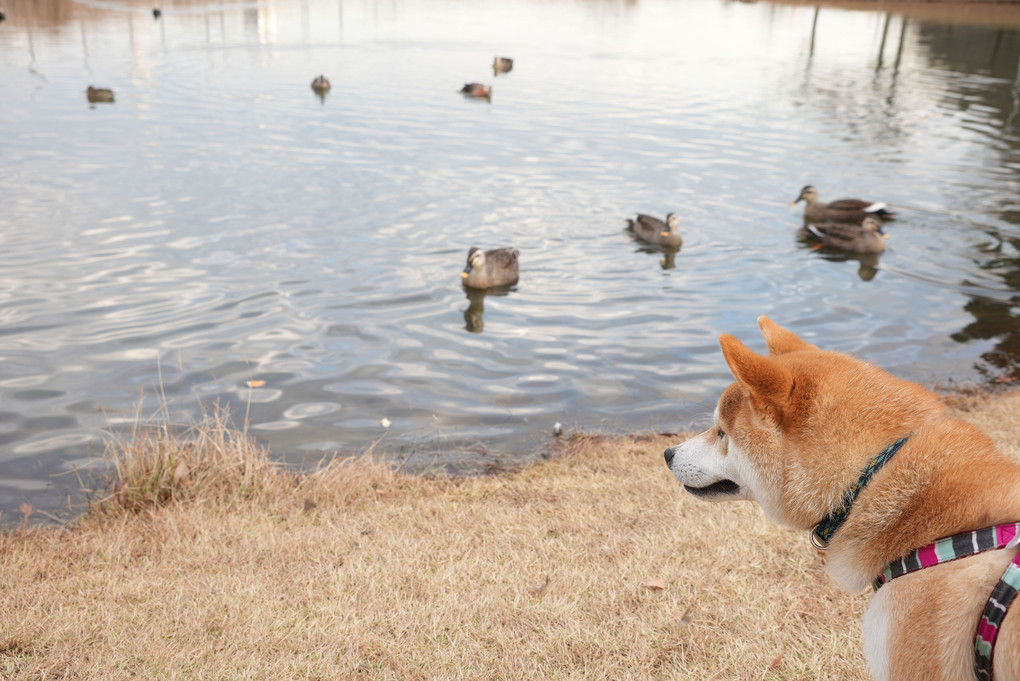 2020-12-25大和11~20 大百池公園